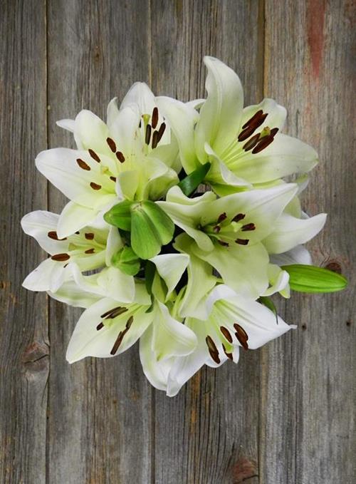 NOVA SCOTIA 2/3 BLOOM WHITE LA LILIES